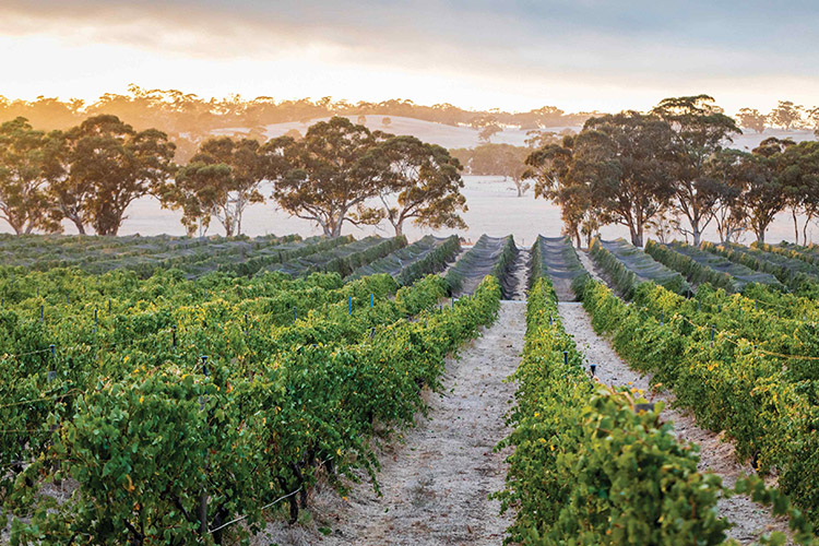 Barossa Wine Region Guide
